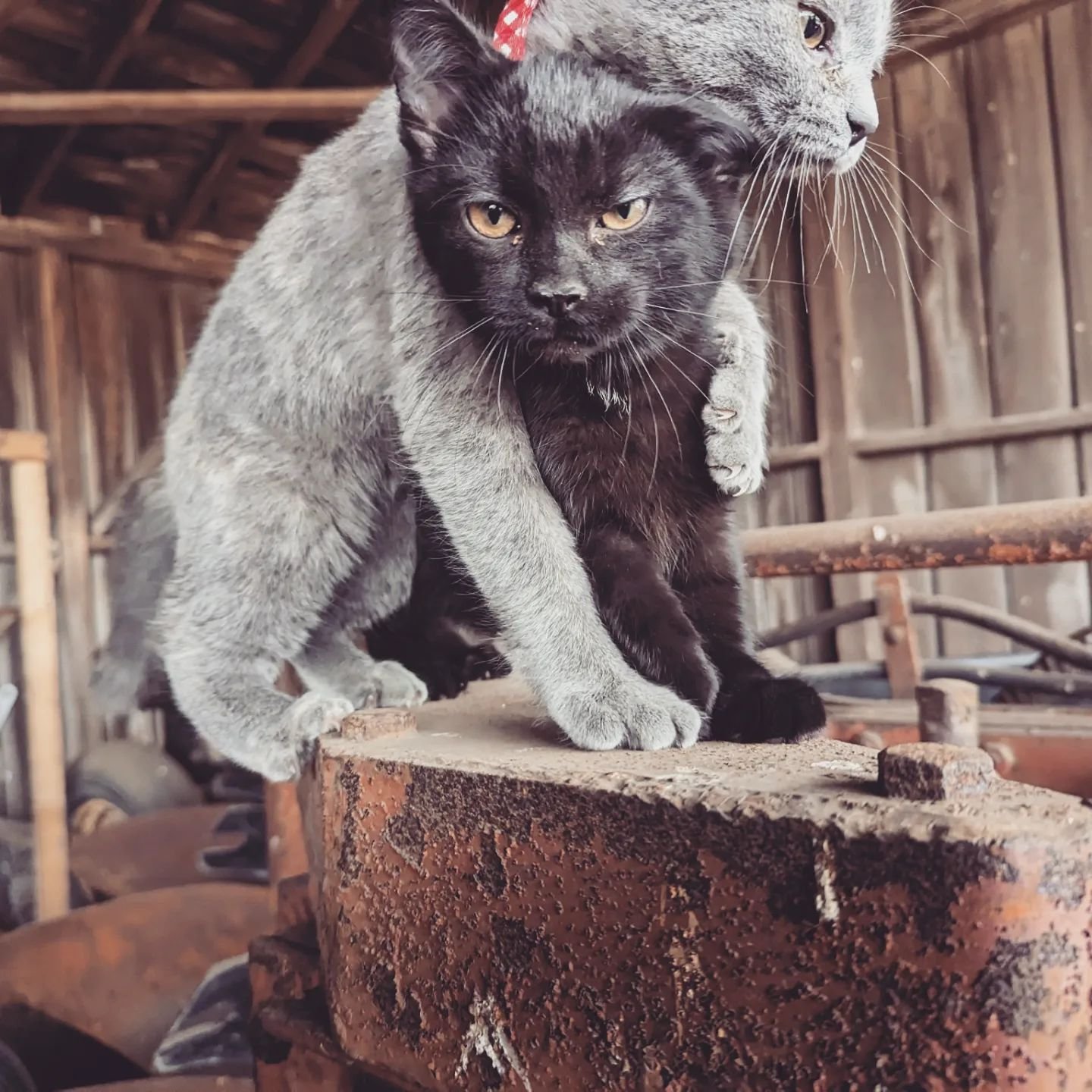 Two cats, one gray and one black, are playfully interacting on a rustic wooden surface in a barn setting. The gray cat has a red collar, while the black cat looks curiously at the camera. The background features a wooden barn interior, adding a cozy, farm-like atmosphere.