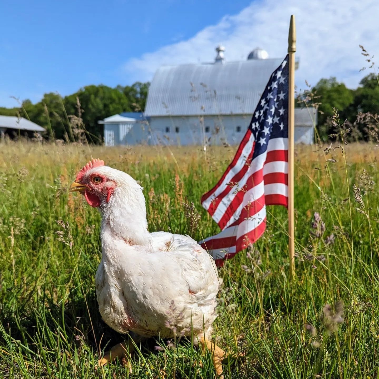 A white chicken standing in a grassy field next to a small American flag, with a farm building in the background under a blue sky.