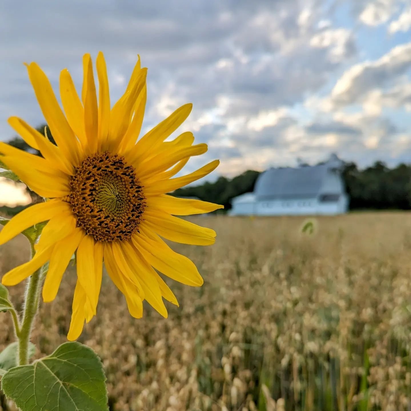 Close-up of a vibrant sunflower in a field, with a rustic white barn and a cloudy sky in the background, showcasing a serene rural landscape.