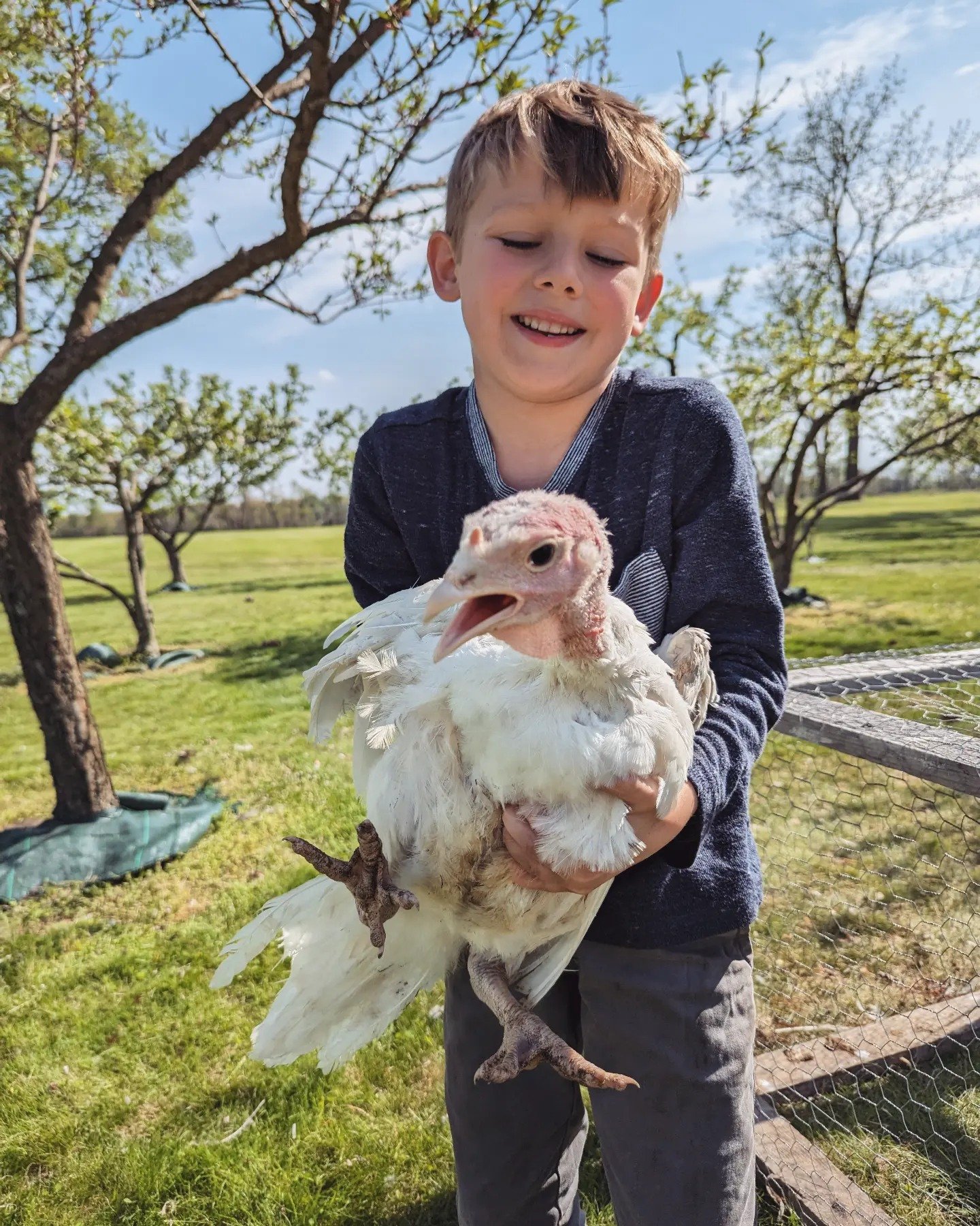 Young boy holding a white turkey outdoors in a grassy area, with trees in the background and a wooden fence nearby, showcasing a joyful interaction with farm animals.