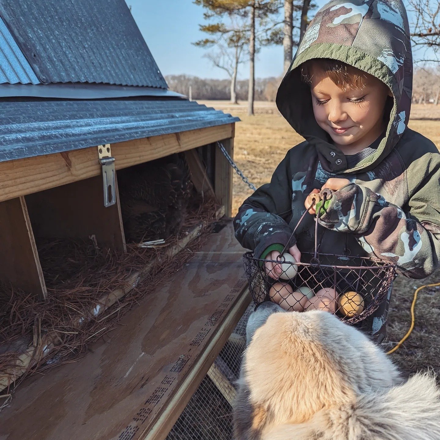 428617357_367934462864910_6757126959777668468_n Young boy collecting fresh eggs from a chicken coop while a dog watches nearby, showcasing a rural lifestyle and the joys of farm life.