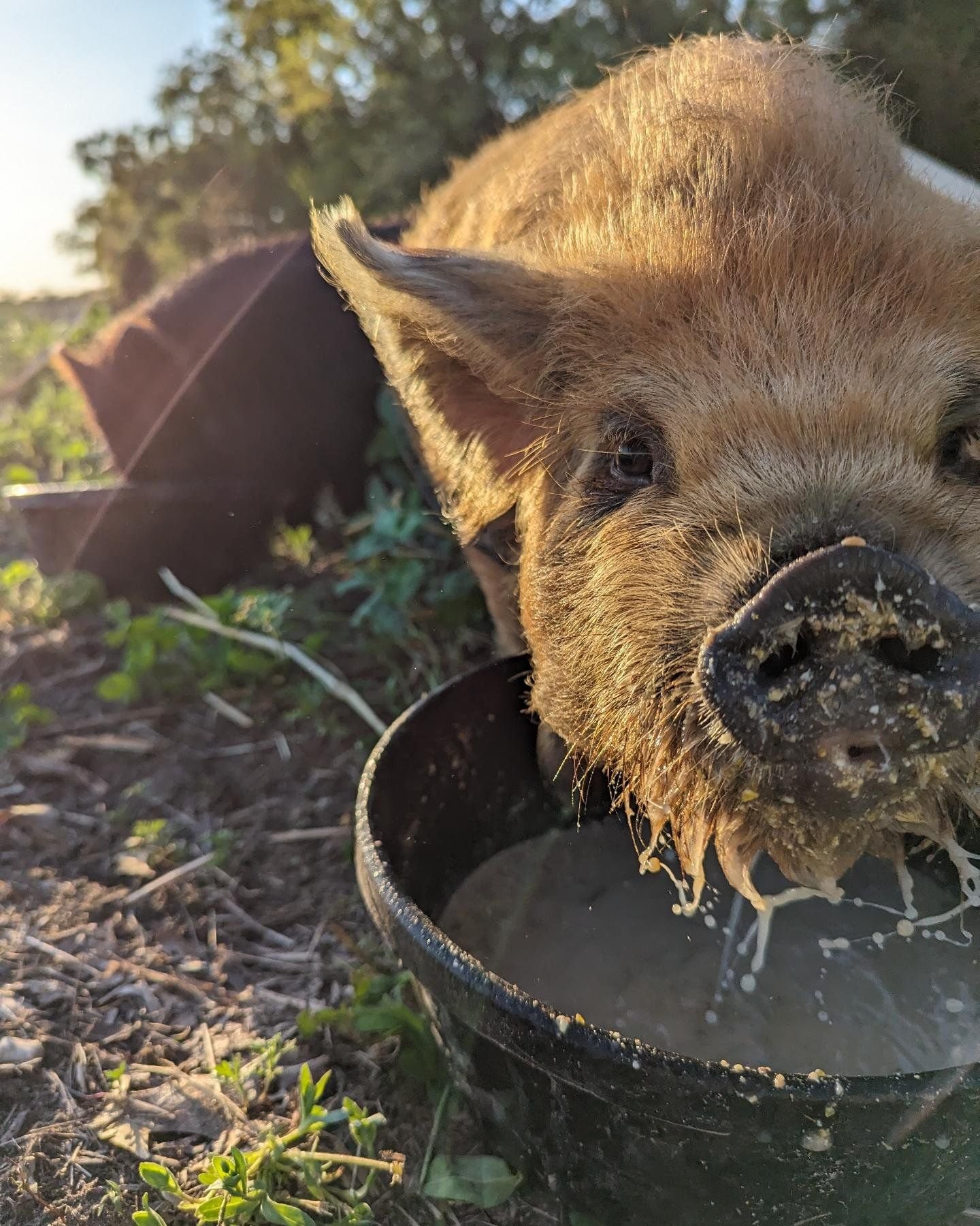 Close-up of a pig enjoying a meal from a black bucket, surrounded by green grass and soft sunlight, highlighting the pig's textured fur and playful demeanor.