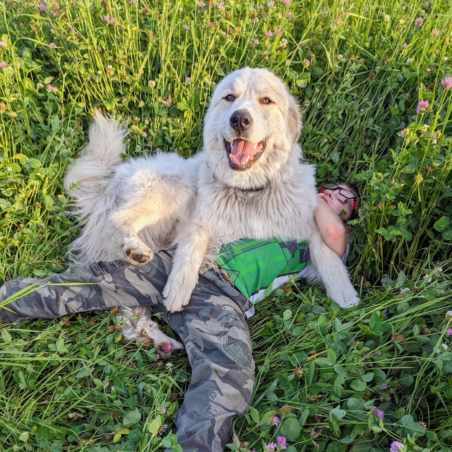 A playful large white dog joyfully rests on a child lying in a field of green grass and wildflowers, capturing a moment of bonding and happiness in nature.